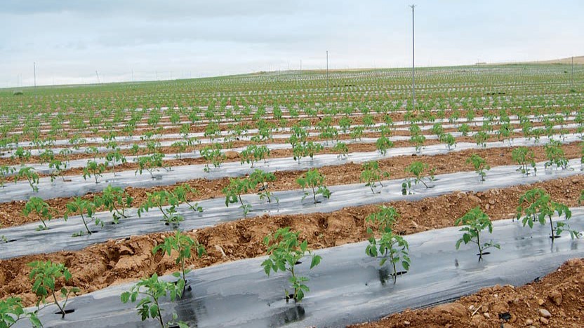 novamont tomate industria|novamont tomate industria